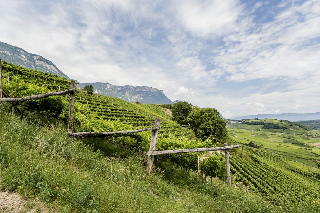 vini rossi dell'alto adige