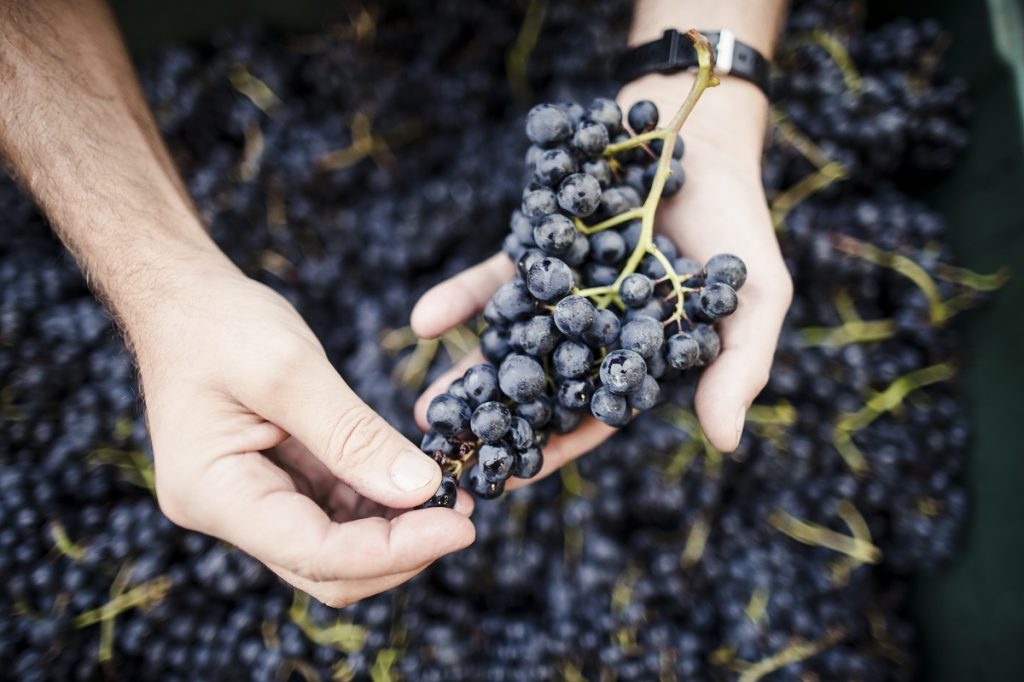vini rossi dell'alto adige
