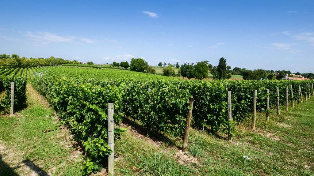 lugana vitigno sirmione